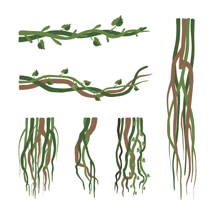 Vector set of lianas vine winding branches jungle tropical climbing plants cartoon vector illustration