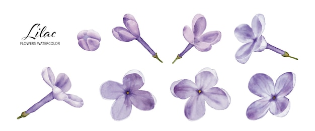 Vector set of lilac blossom element watercolor