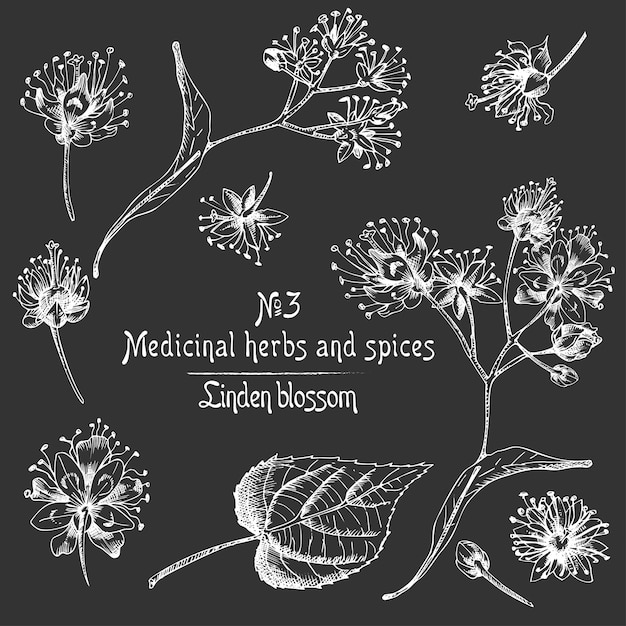 Set of linden blossom hand drawn patterns with flower lives and branch in black color on chalkboard background retro vintage graphic design botanical sketch drawing