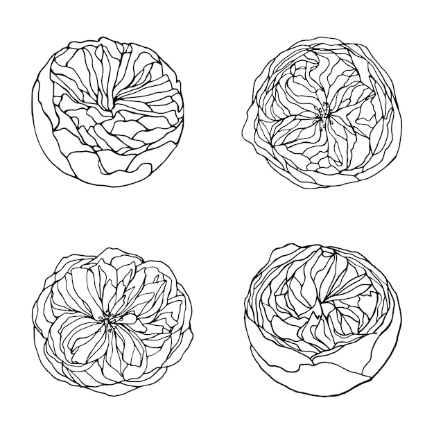 Set of line art english rose flowers hand drawn illustrations