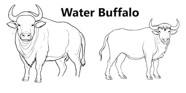 Набор векторных рисунков раскраски водяных буйволов для всех