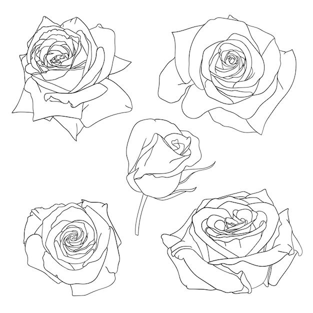 Set of line rose flowers