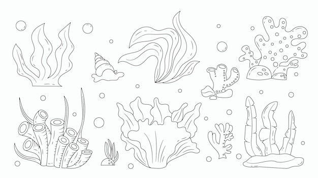 Set of Line Seaweed and Underwater Plants Doodle Hand Drawn