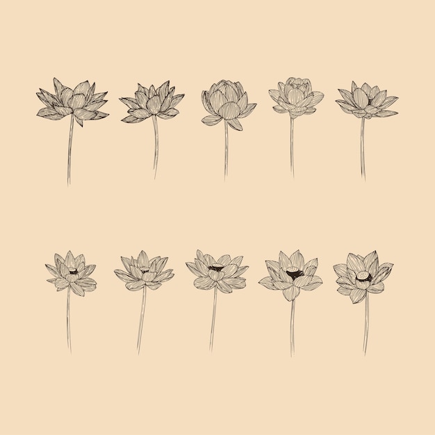 Vector set lotus flower collection vector illustration with line art