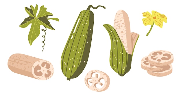 Vector set of luffa cylindrica sponge gourd egyptian cucumber or vietnamese luffa species of vine fruit zero waste sponges