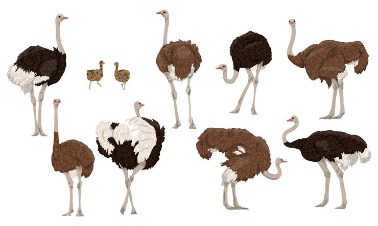 Set of males females and chicks of African ostrich Large wild birds of Africa Realistic vector