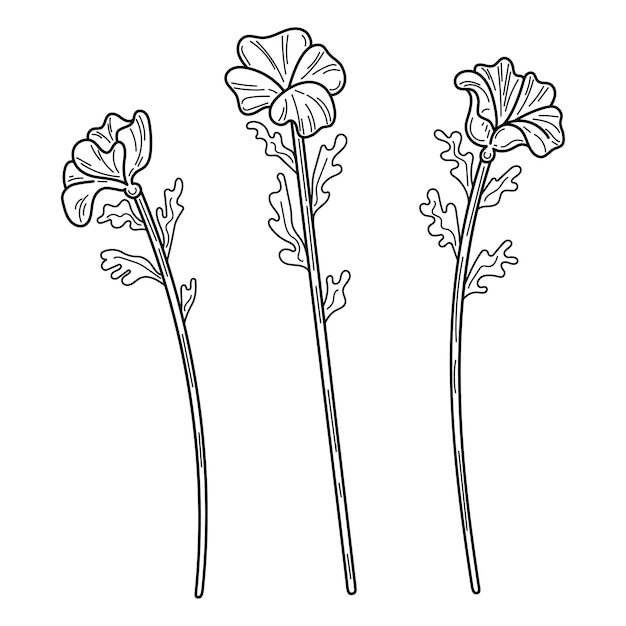 Set mallow flowers sketch Blooming bud on stem Hand drawn line art illustration