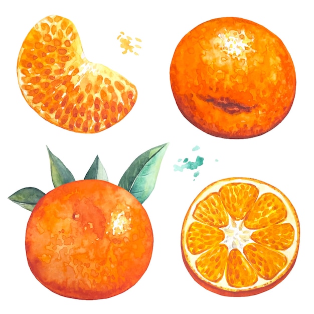 Vector set of mandarines citrus fruits watercolor