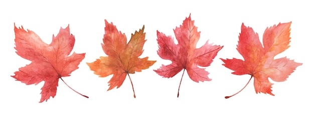 Set of maple leaves watercolor hand-painted isolated on white background. illustration perfect for design decorative in the autumn festival. greeting cards, invitations, posters.