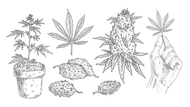 Set Marijuana Buds hand hold leaf plant in pot Vintage black vector engraving