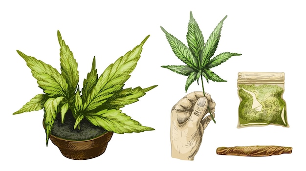 Set marijuana cigarettes hand hold leaf plastic bag plant cannabis in pot vector engraving