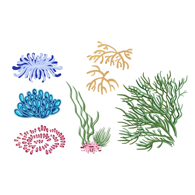 Vector set of marine vector plants hand drawn algae