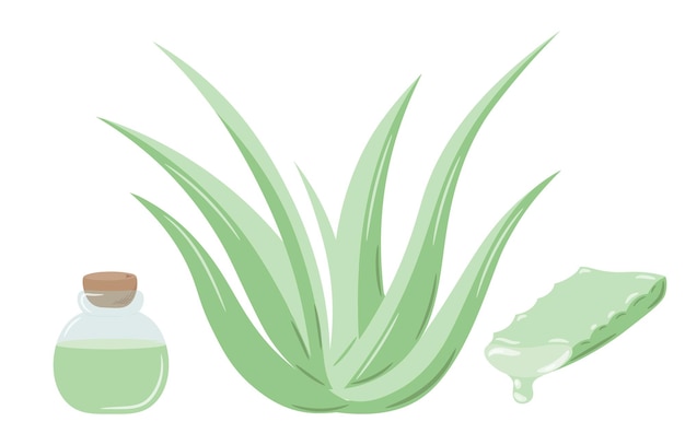 Set of medicinal plant aloe vera and succulent stem cut. Hand drawn plant in flat sketch style.