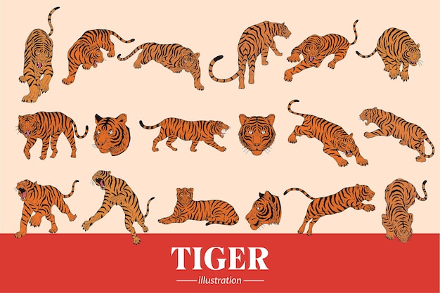 Vector set mega collection bundle tiger beast face wild poses isolated cartoon clipart illustration