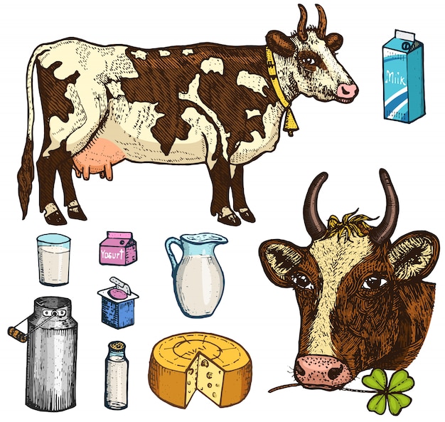 Vector set melkvoeding, zuivelproducten, yoghurt en kaas, ijs, fles, kruik, boter en opgeklopte milkshake. koe, blik, land of rustieke boerderij, gezonde voeding. gegraveerde hand getekend in oude schets.