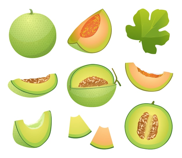 Vector set of melon fruits whole half and cut slice illustration isolated on white background
