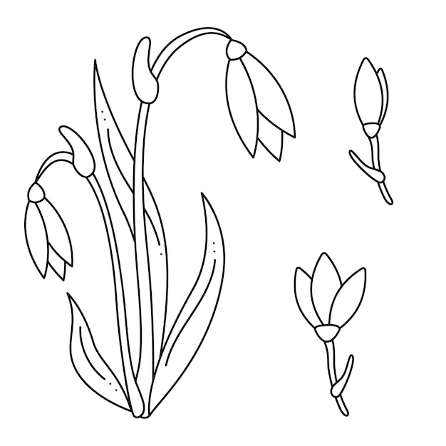 Set met Snowdrop bloem doodle Hand getrokken schets vectorillustratie