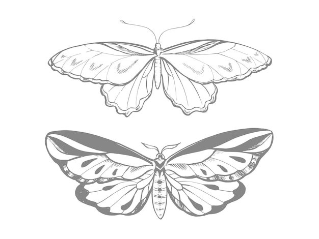 Vector set met vlinders, vector grafische elementen