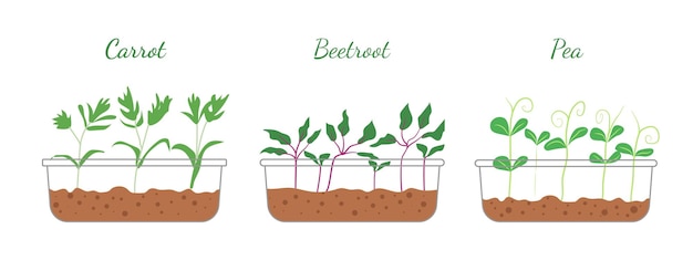 Vettore set di icone microgreens isolate su sfondo bianco carota barbabietole ravanello e piselli verdi