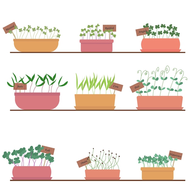 Vector set of microgreens vector illustration microgreens growing in pots plants at home on a shelfprint