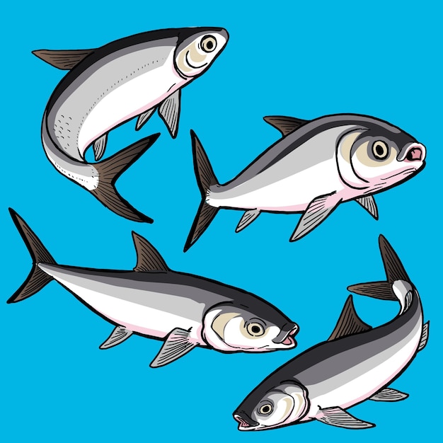 Set di milkfish per la collezione di gamefish