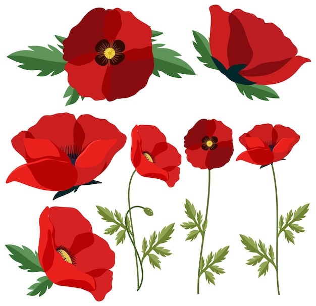 Vector set of mix red poppy