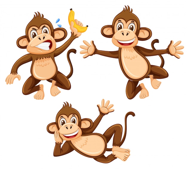 A set of monkey on white background