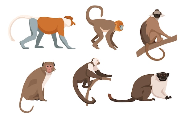 Набор обезьян в мультяшном стиле Векторная иллюстрация Типы обезьян - хоботные золотые курносые панамские белолицые капуцины-резусы чернохохлатые суматранские лангуры пестрые тамарины