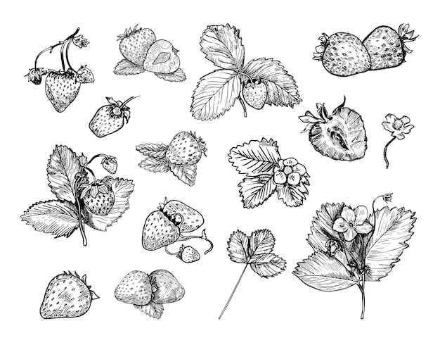 Set of monochrome illustrations of strawberry in sketch style