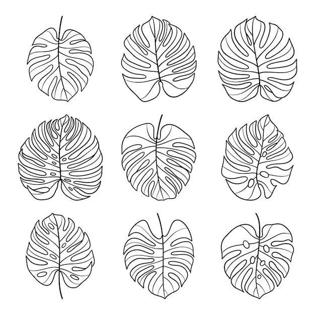 Vettore insieme del vettore disegnato a mano di monstera