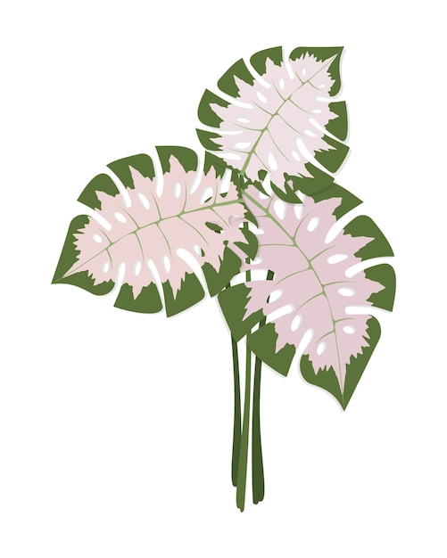 Vector set of monstera leaves bouquet for decoration