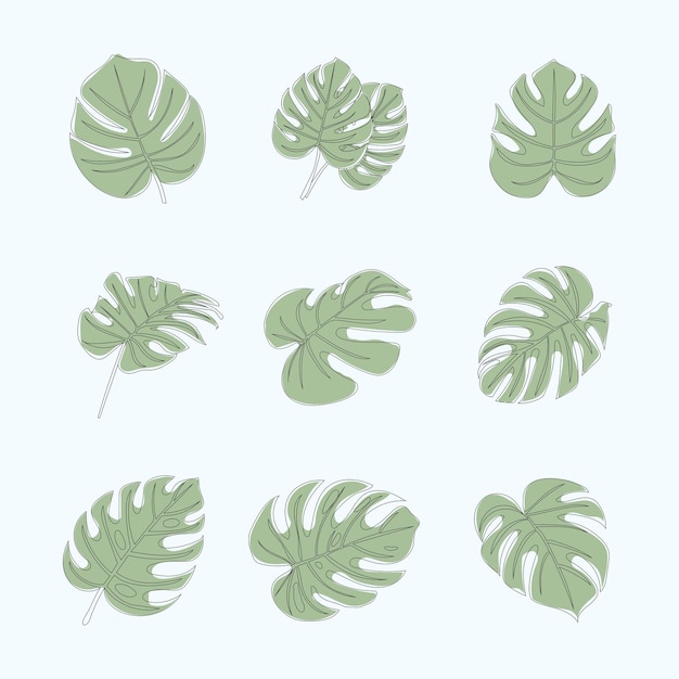 Set of monstera leaves vector line art drawing and illustration