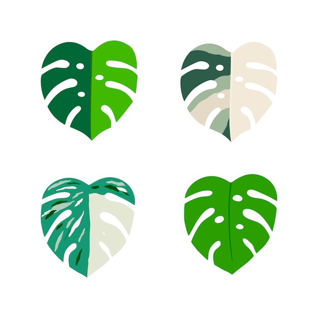 Set Monstera Variegata leaves Vector illustration isolated