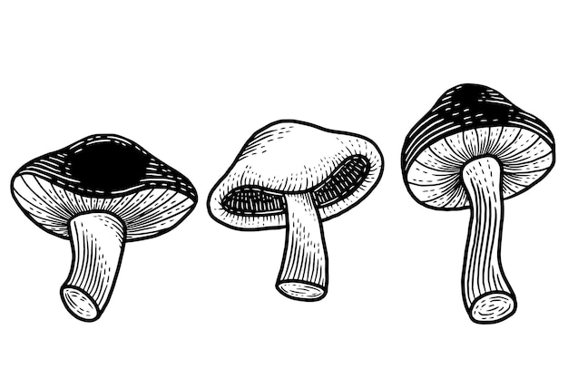 Set Mushroom healthy food engraved Hand Drawn Outline illustration