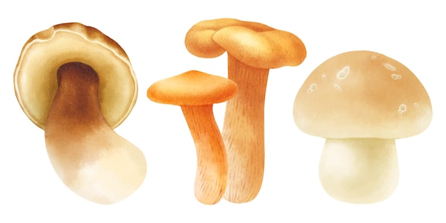 Set di illustrazione di funghi in stile acquerello