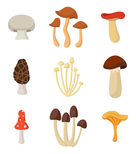 Set Of Mushrooms Design Elements Of Autumn Nature Vector Illustration In Flat Style