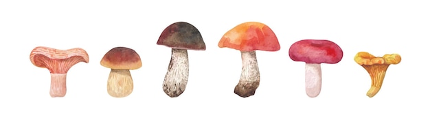 Vector set of mushrooms