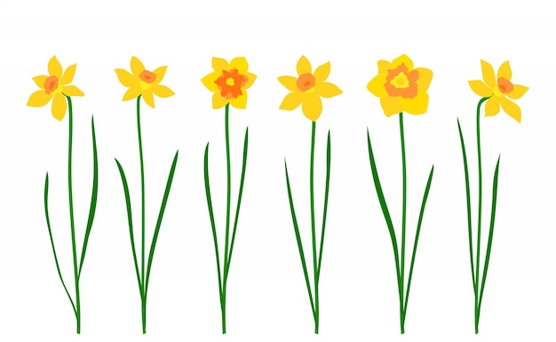 Set of narcissus isolated on white background Vector illustration