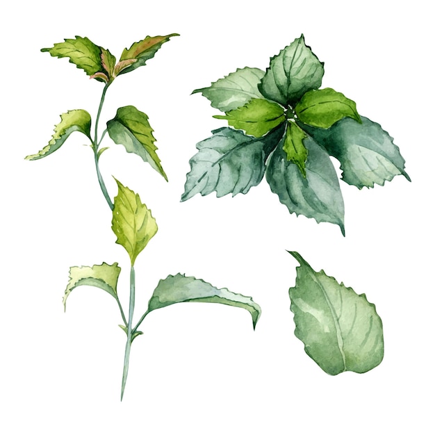 Insieme dell'illustrazione dell'acquerello della pianta di erbe del gambo dell'ortica isolata su fondo bianco urtica dioica
