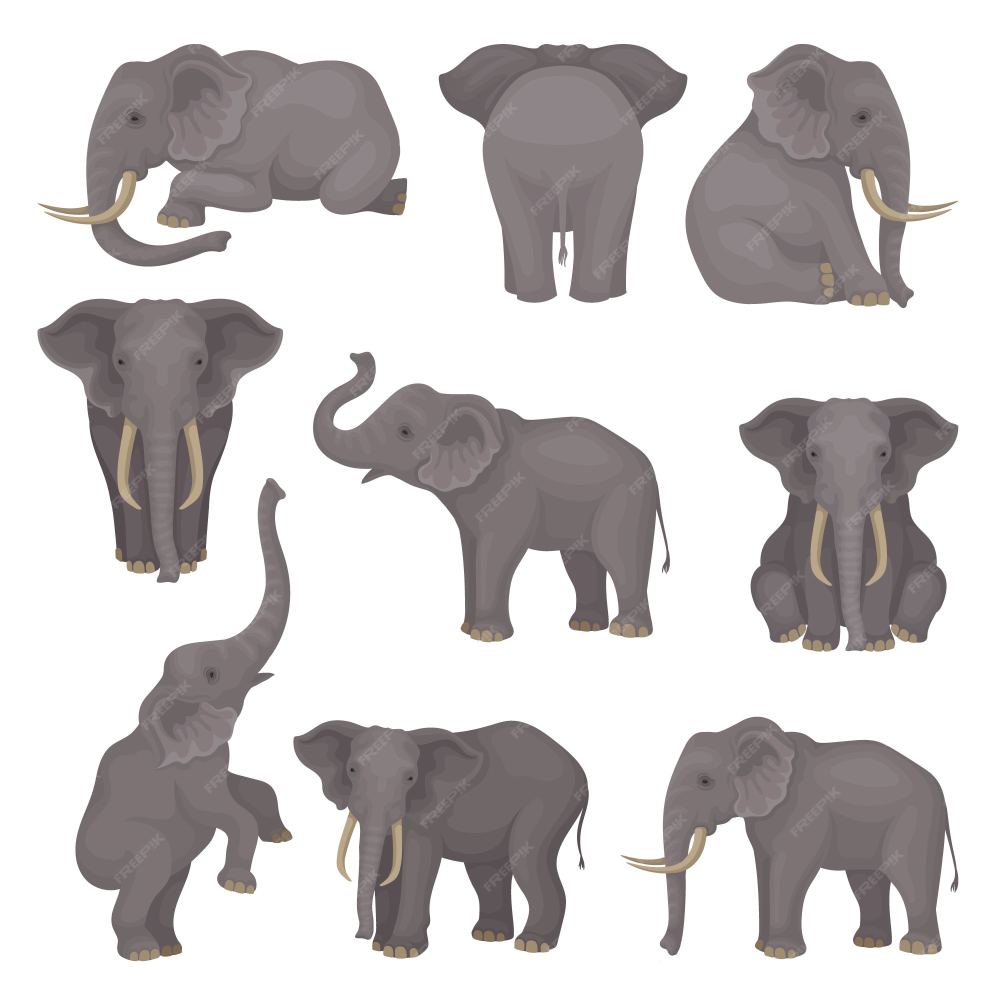 Premium Vector | Set o elephants in different poses. african of asian mammal animals with large ears and long trunks. Premium Vector | Set o elephants in different poses. african of asian mammal animals with large ears and long trunks.