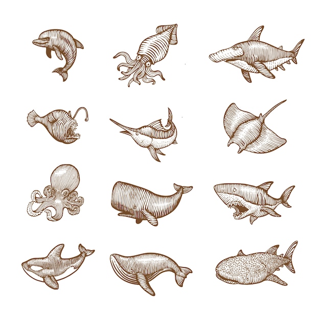 Vector set of ocean animal