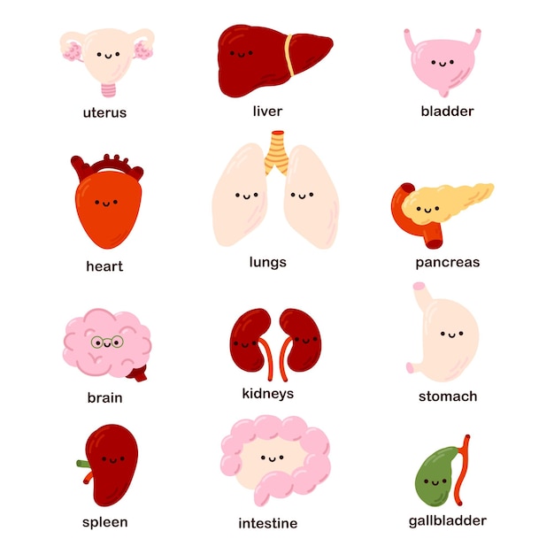 Вектор Набор из 12 симпатичных человеческих органов кавайи - сердце, печень, почки, матка, поджелудочная железа, мочевой пузырь, мозг.