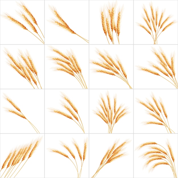 Вектор Набор из 16 подробных колосьев пшеницы.