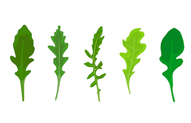 Набор листьев рукколы разных оттенков зеленого, выделенных на белом фоне