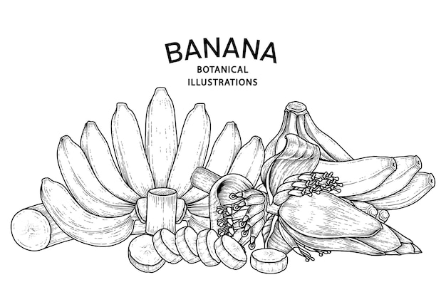 ベクトル バナナの果実とバナナの花の手描きスケッチのセット