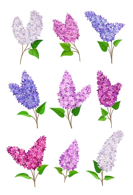 白い背景に異なる色のベクトル図の咲くライラックのセット