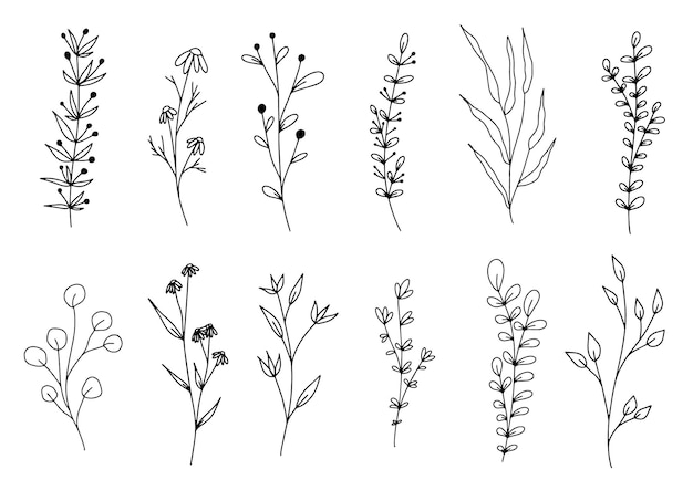식물 라인 아트 꽃 잎 식물의 집합 손으로 그린 스케치 분기 흰색 절연