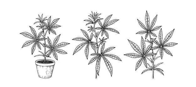 大麻の枝と鉢植えの麻の植物の手描きのマリファナのセット