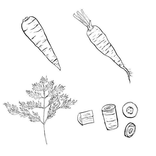 당근 라인 아트 세트 정원에서 익은 야채를 수확 허브 제품의 드로잉 낙서 슬라이스 당근 손으로 그린 벡터 개요 그림