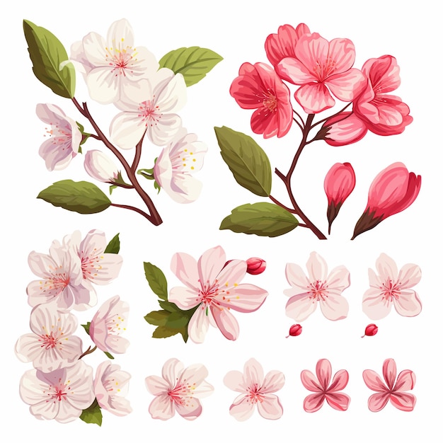 ベクトル set_of_cherry_flowers_leaves_and_petals